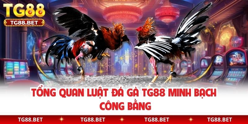 Tổng quan luật đá gà TG88 minh bạch công bằng